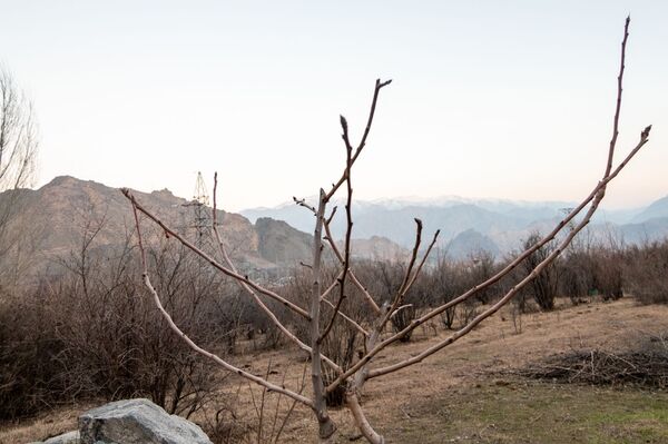 Сады на месте пустыни в Армении: на границе с Ираном  создается фисташковый рай - Sputnik Армения
