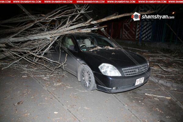 Сильный ветер в Ереване: огромное дерево упало на припаркованные автомобили Сильный ветер в Ереване: огромное дерево упало на припаркованные автомобили - Sputnik Армения