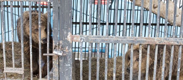 Медведи гюмрийского зоопарка Медведи гюмрийского зоопарка - Sputnik Армения