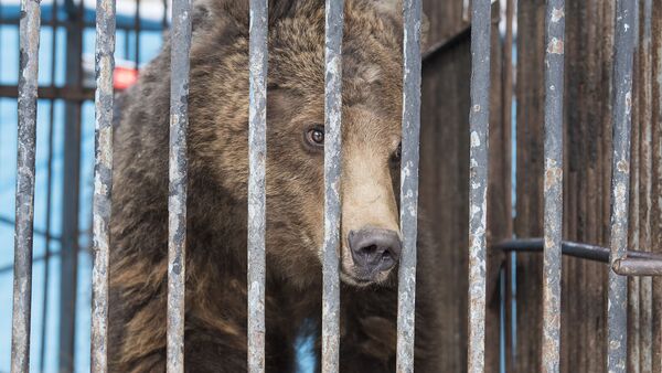 Медведь гюмрийского зоопарка - Sputnik Արմենիա