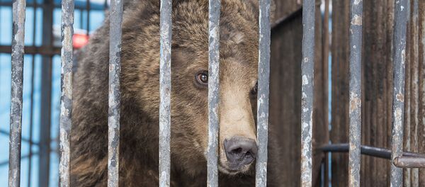 Медведь гюмрийского зоопарка - Sputnik Արմենիա