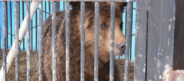 Медведи Гюмрийского зоопарка реабилитируются в Ереване RUS - Sputnik Армения