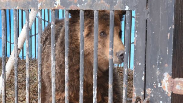 Медведи Гюмрийского зоопарка реабилитируются в Ереване RUS - Sputnik Армения