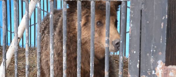 Մաշա և Միշա արջերը վերականգնվում են Երևանի կենդանաբանական այգում ARM Մաշա և Միշա արջերը վերականգնվում են Երևանի կենդանաբանական այգում ARM - Sputnik Արմենիա