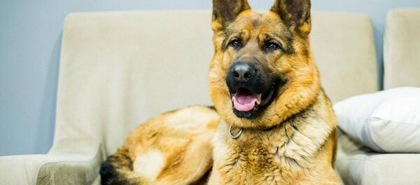 Самая эффективная зубная щетка для собак Самая эффективная зубная щетка для собак - Sputnik Արմենիա