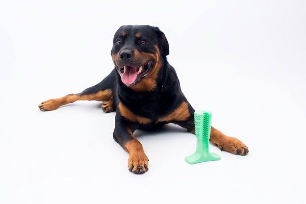 «Շան բախտ» կամ ինչպես ստարտափը մեկ միլիոն դոլար հավաքեց հայերի շնորհիվ «Շան բախտ» կամ ինչպես ստարտափը մեկ միլիոն դոլար հավաքեց հայերի շնորհիվ - Sputnik Արմենիա