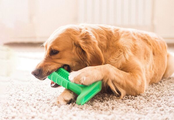 «Շան բախտ» կամ ինչպես ստարտափը մեկ միլիոն դոլար հավաքեց հայերի շնորհիվ «Շան բախտ» կամ ինչպես ստարտափը մեկ միլիոն դոլար հավաքեց հայերի շնորհիվ - Sputnik Արմենիա