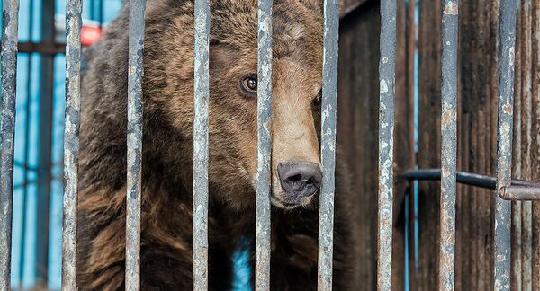 Медведь из гюмрийского зоопарка - Sputnik Армения