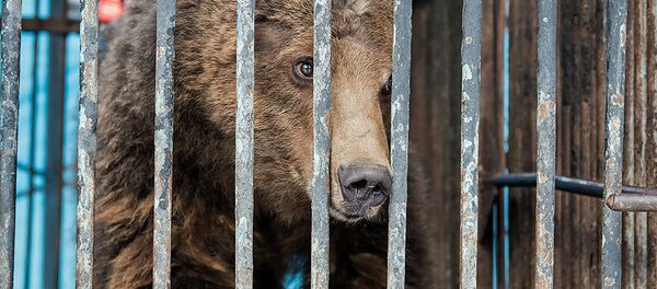 Медведь из гюмрийского зоопарка Медведь из гюмрийского зоопарка - Sputnik Արմենիա