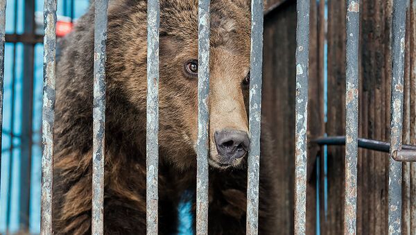 Медведь из гюмрийского зоопарка - Sputnik Արմենիա