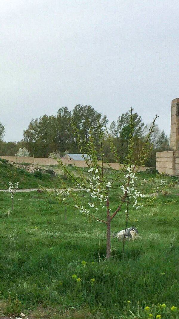 Հարկային տեսուչը փոխել է աշխատանքը. նա մարդկանց համար տանձ կաճեցնի - Sputnik Արմենիա