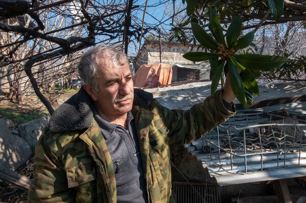 Հայաստանում բանան, զեյթուն և զկեռ է աճում․ սահմանապահ զորքերի վետերանի էկզոտիկ այգին Հայաստանում բանան, զեյթուն և զկեռ է աճում․ սահմանապահ զորքերի վետերանի էկզոտիկ այգին - Sputnik Արմենիա