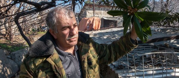 Житель города Мегри Микаэл Цатрян с цветущей мушмулой - Sputnik Армения