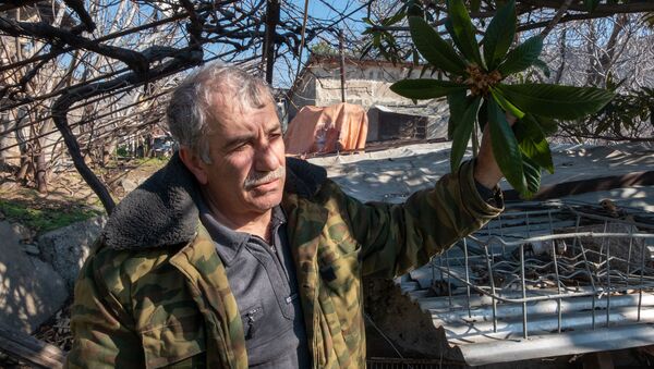 Житель города Мегри Микаэл Цатрян с цветущей мушмулой - Sputnik Армения