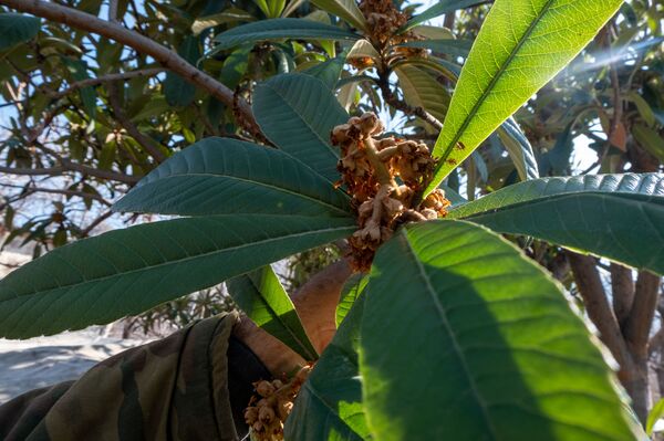 Бананы, оливки и мушмула в Армении: как ветеран погранвойск вырастил диковинный сад Бананы, оливки и мушмула в Армении: как ветеран погранвойск вырастил диковинный сад - Sputnik Армения