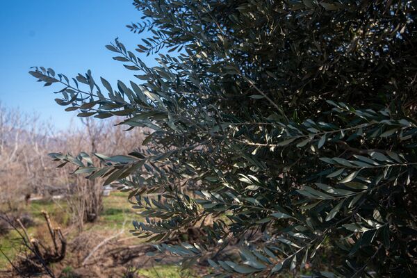 Бананы, оливки и мушмула в Армении: как ветеран погранвойск вырастил диковинный сад Бананы, оливки и мушмула в Армении: как ветеран погранвойск вырастил диковинный сад - Sputnik Армения