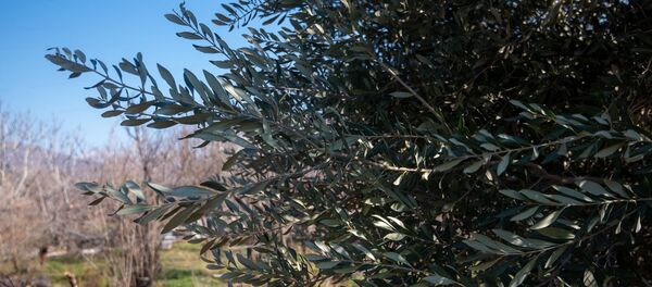 Оливковое дерево в саду Микаэла Цатряна, Мегри. Оливковое дерево в саду Микаэла Цатряна, Мегри. - Sputnik Արմենիա