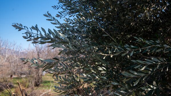 Оливковое дерево в саду Микаэла Цатряна, Мегри. - Sputnik Արմենիա