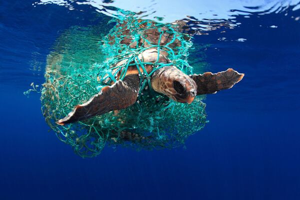 Головастая морская черепаха - Sputnik Армения