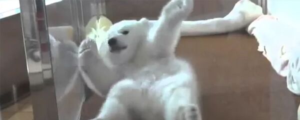 Белый медвежонок не может встать на лапы - Sputnik Армения