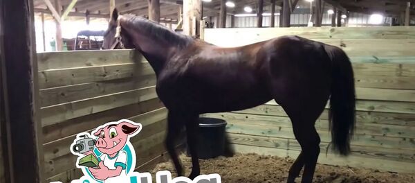 Конь станцевал под веселую музыку - Sputnik Армения
