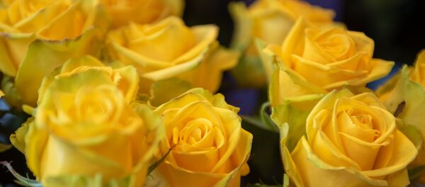 Розы - Sputnik Армения