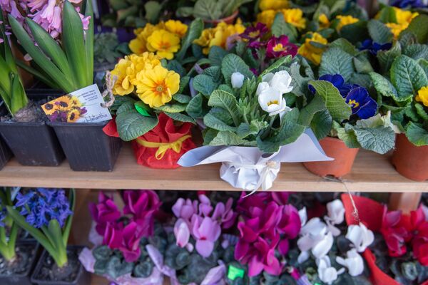 Ծաղկեփունջ` մեկ միլիոն դրամով, կամ հնարավոր է արդյո՞ք  էժան ծաղիկներ գնել մարտի 8–ին - Sputnik Արմենիա