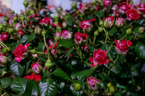 Скрытые миллионеры и демпинг: чем живет цветочный рынок Армении Скрытые миллионеры и демпинг: чем живет цветочный рынок Армении - Sputnik Армения