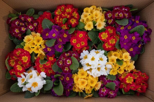 Скрытые миллионеры и демпинг: чем живет цветочный рынок Армении Скрытые миллионеры и демпинг: чем живет цветочный рынок Армении - Sputnik Армения