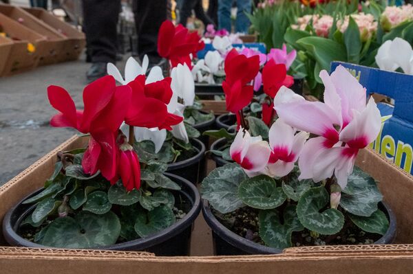 Скрытые миллионеры и демпинг: чем живет цветочный рынок Армении Скрытые миллионеры и демпинг: чем живет цветочный рынок Армении - Sputnik Армения