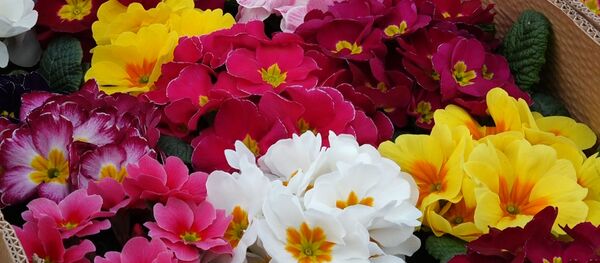 На самом большом цветочном рынке Армении можно найти любые цветы - Sputnik Армения