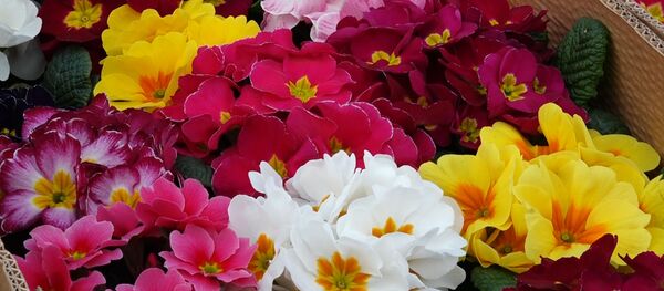 Հայաստանի ամենամեծ ծաղկի շուկայում կարելի է ցանկացած ծաղիկ գտնել - Sputnik Արմենիա