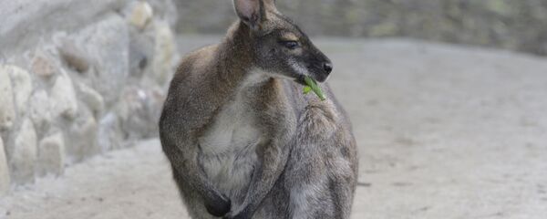 Кенгуру в Московском зоопарке Кенгуру в Московском зоопарке - Sputnik Արմենիա