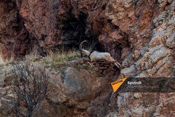 Ի՞նչ են ուզում իրանցի զբոսաշրջիկները, որ չգիտեն հայերը․ պատմություն ճանապարհի վրայի տնից - Sputnik Արմենիա