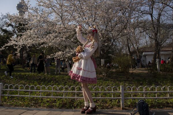 Девушка в костюме героини из японской манги фотографируется у цветущей сакуры в Пекине - Sputnik Армения