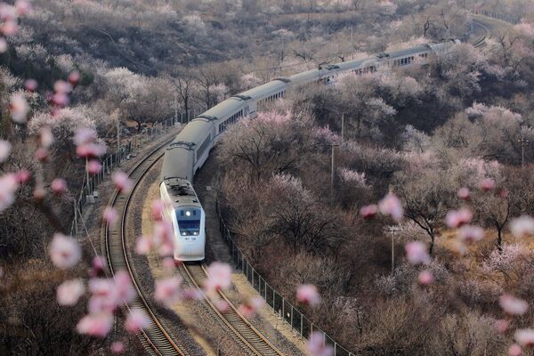 Скоростной поезд проезжает мимо цветущих деревьев у Великой Китайской стены, Пекин - Sputnik Армения