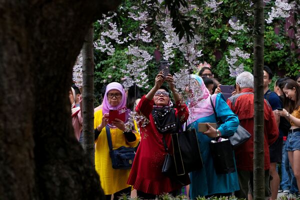 Женщины рассматривают и фотографируют цветущие вишни в Сингапуре - Sputnik Армения