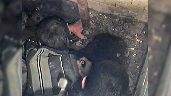 Ручная работа: как армянский учёный потерял протез и в канализацию полез - Sputnik Армения