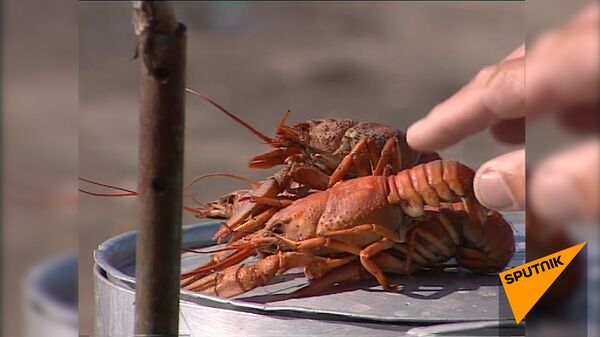 На безрыбье и рак рыба: как севанские рыбаки сменили неприличный жест на зеленую купюру - Sputnik Армения