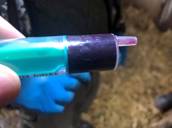 Երևանի կենդանաբանական այգու վագրերից մեկի մոտ լեյկոզ է ախտորոշվել. լուսանկարներ - Sputnik Արմենիա