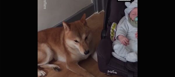 Баю-баюшки-баю, где же носит мать твою? Баю-баюшки-баю, где же носит мать твою? - Sputnik Армения