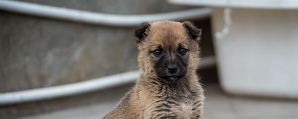 Щенок - Sputnik Армения