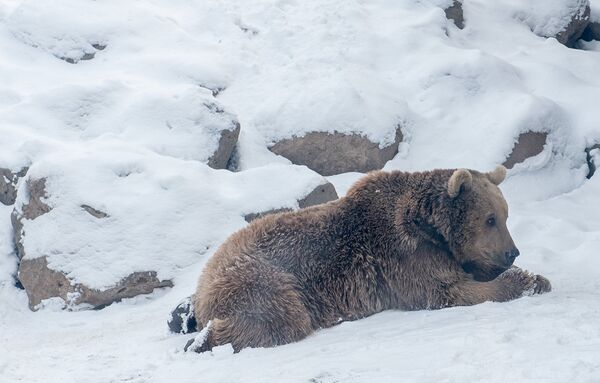 Ереванский зоопарк. Медведь - Sputnik Армения