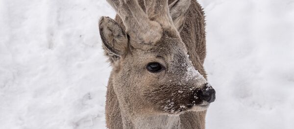 Олень - Sputnik Армения