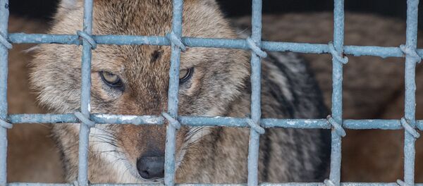 Ереванский зоопарк. Рысь Ереванский зоопарк. Рысь - Sputnik Արմենիա