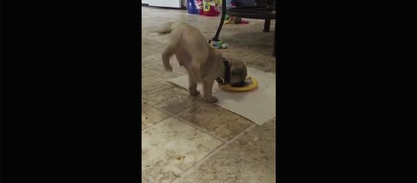 Когда ты очень голоден Когда ты очень голоден - Sputnik Армения