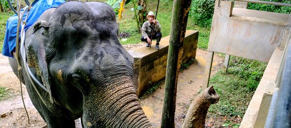 Слон в окрестностях национального парка Као Сок в провинции Сураттани. - Sputnik Армения