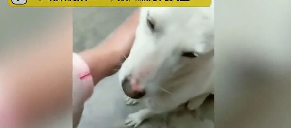 Собака не дает жениху пройти в комнату невесты Собака не дает жениху пройти в комнату невесты - Sputnik Армения