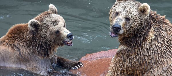 Медведи Ереванского зоопарка - Sputnik Արմենիա