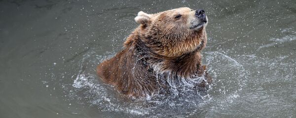 Медведи Ереванского зоопарка - Sputnik Արմենիա